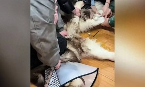 女子养的阿拉斯加犬把父亲咬住院，无奈将狗安乐死却遭网暴